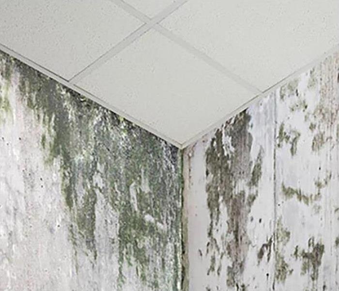 mold on ceiling and wall 